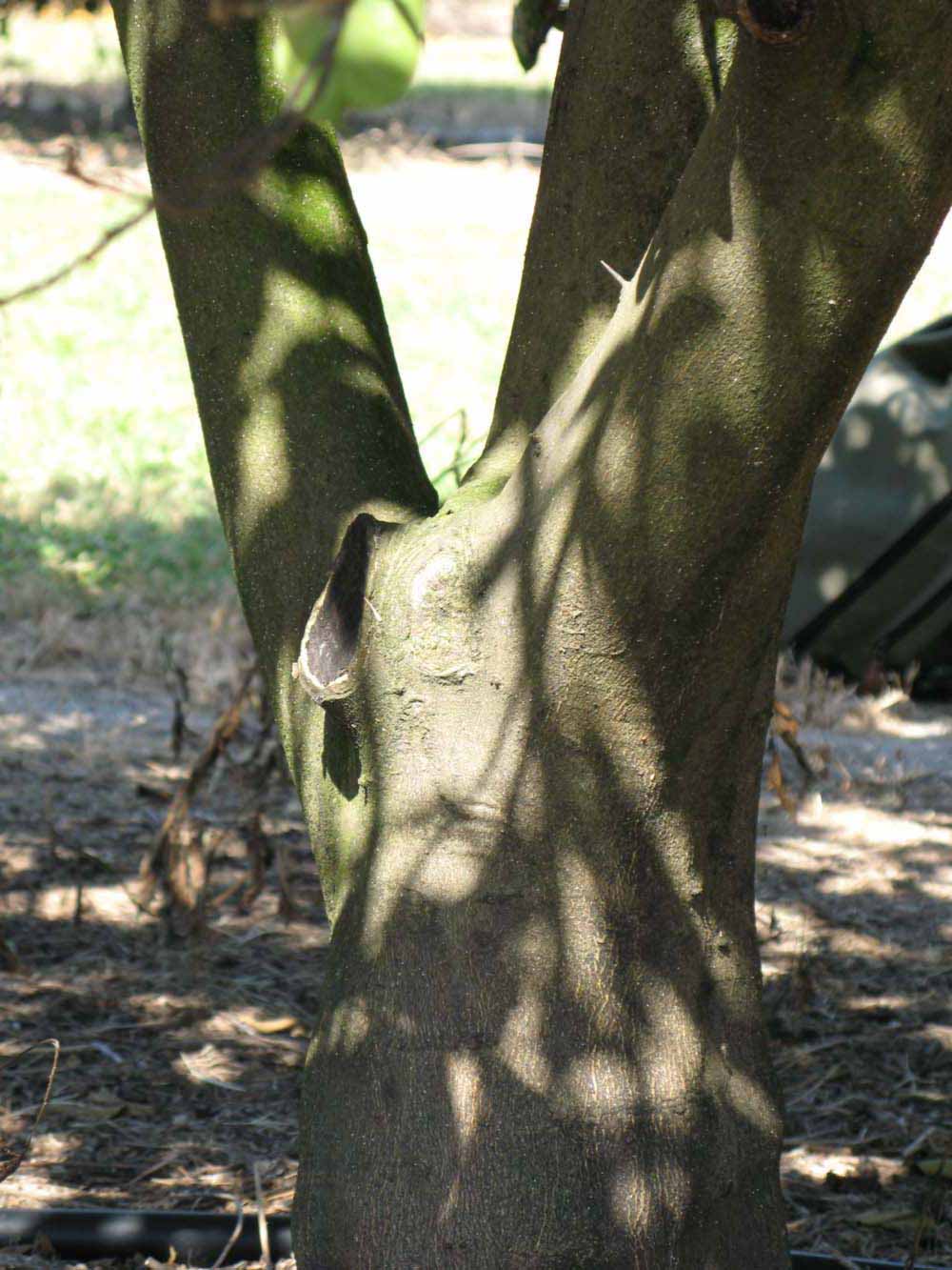            Bark (Winter Haven, FL)      